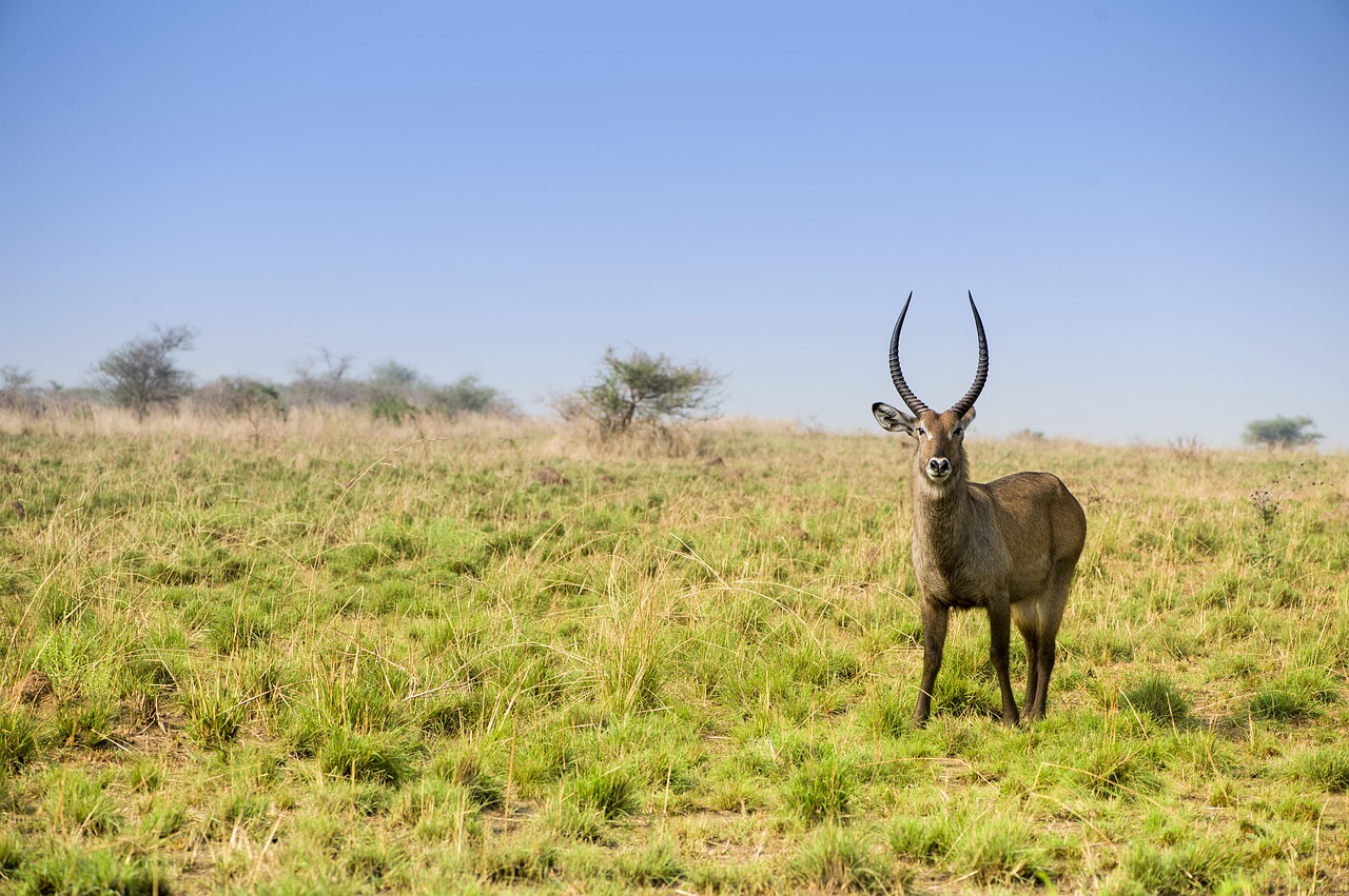 Image - waterbuck african wildlife