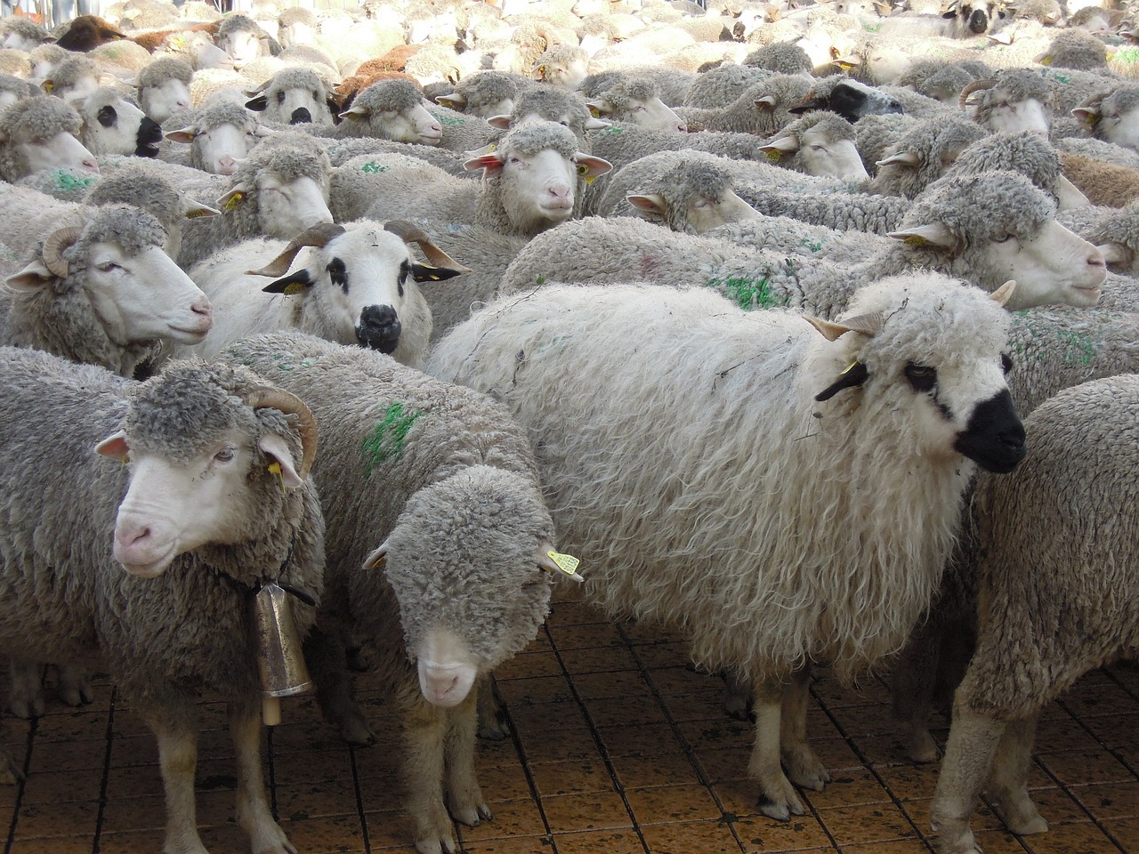 Image - transhumance sheep herds