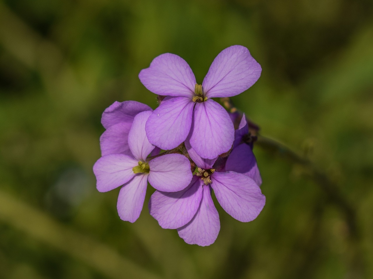 Image - cakile maritima wildflower purple