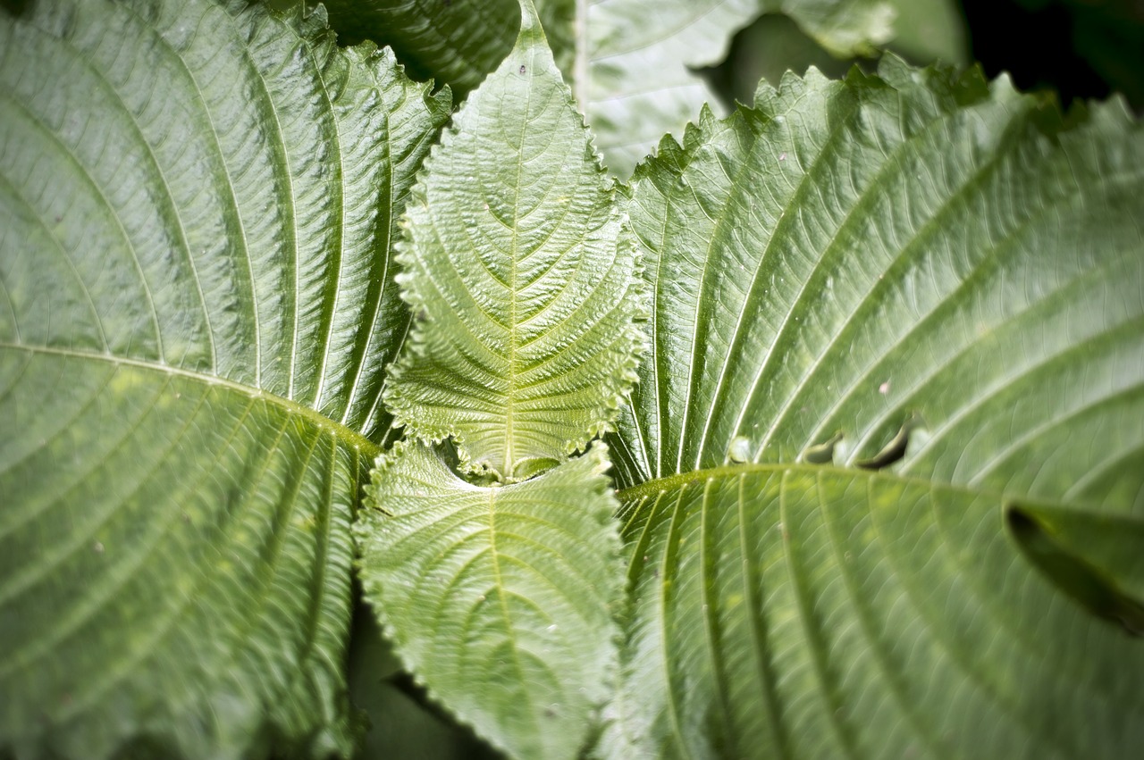 Image - fern macro photography foliage