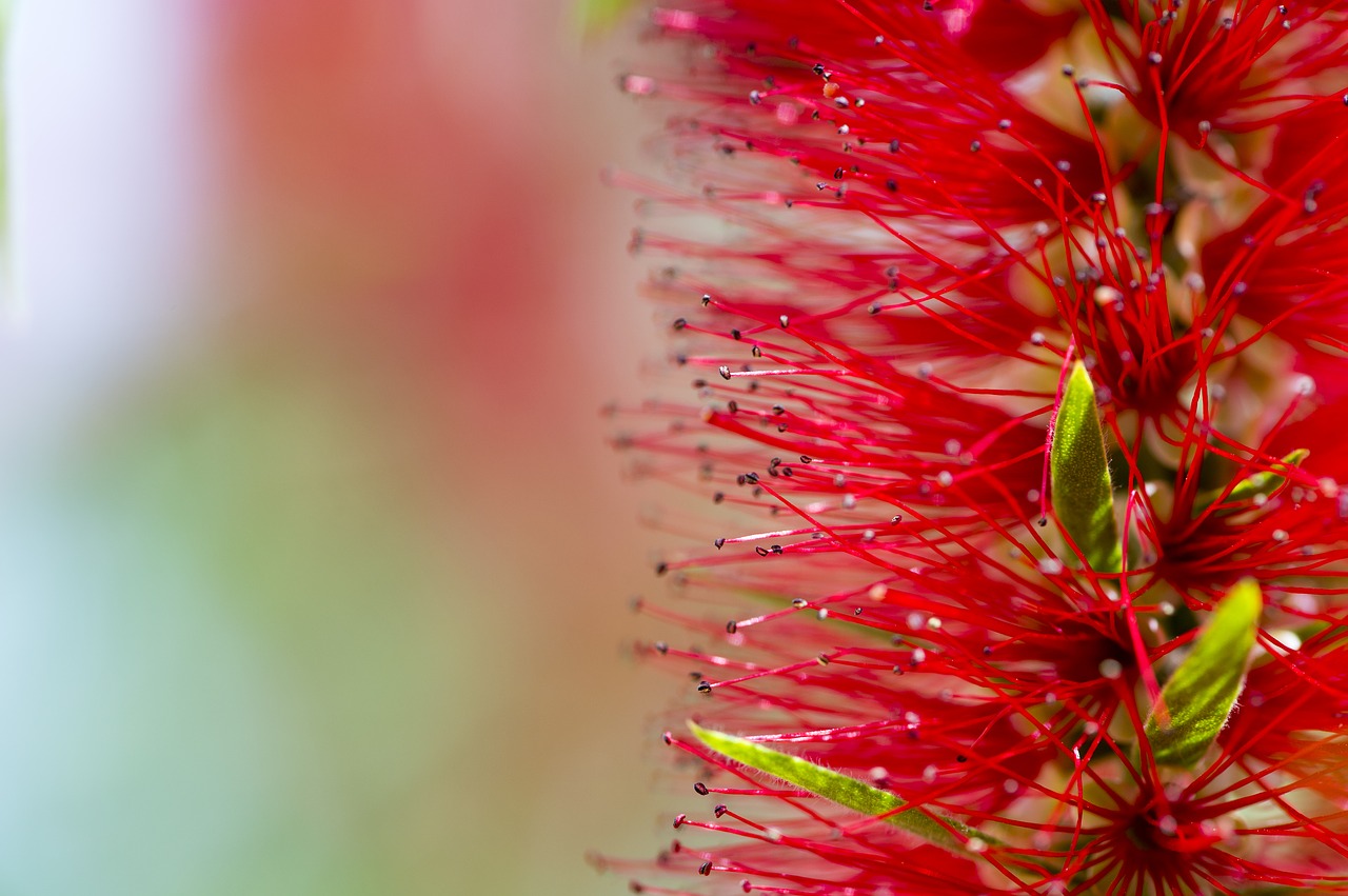 Image - african flower macro photography