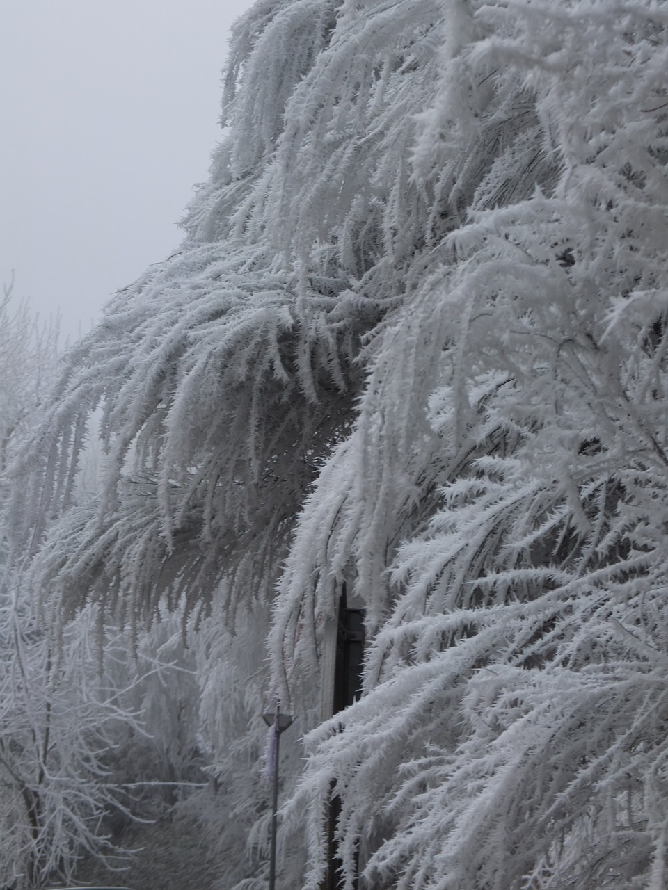 Image - cold hoar frost gel winter frost