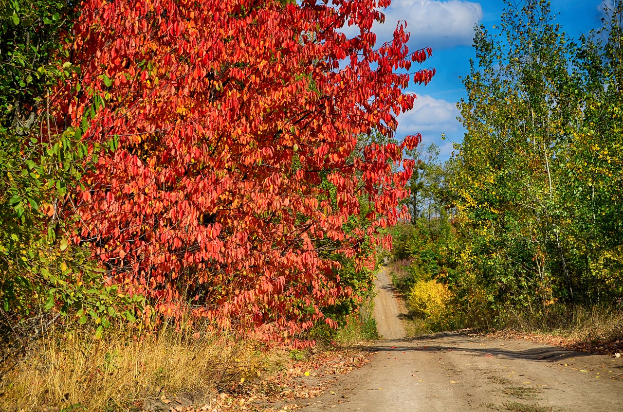 Image - my color autumn