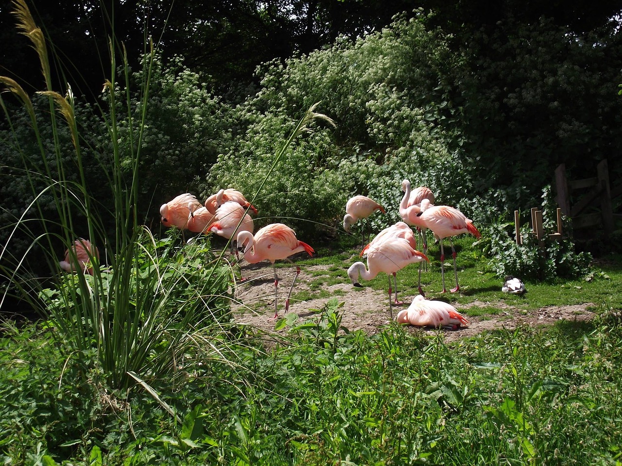 Image - flamingoes animals zoo nature bird