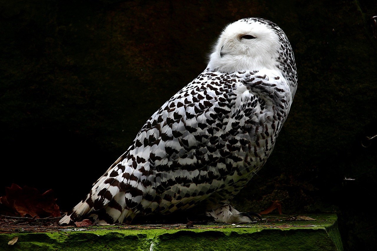 Image - snowy owl animal feather bird