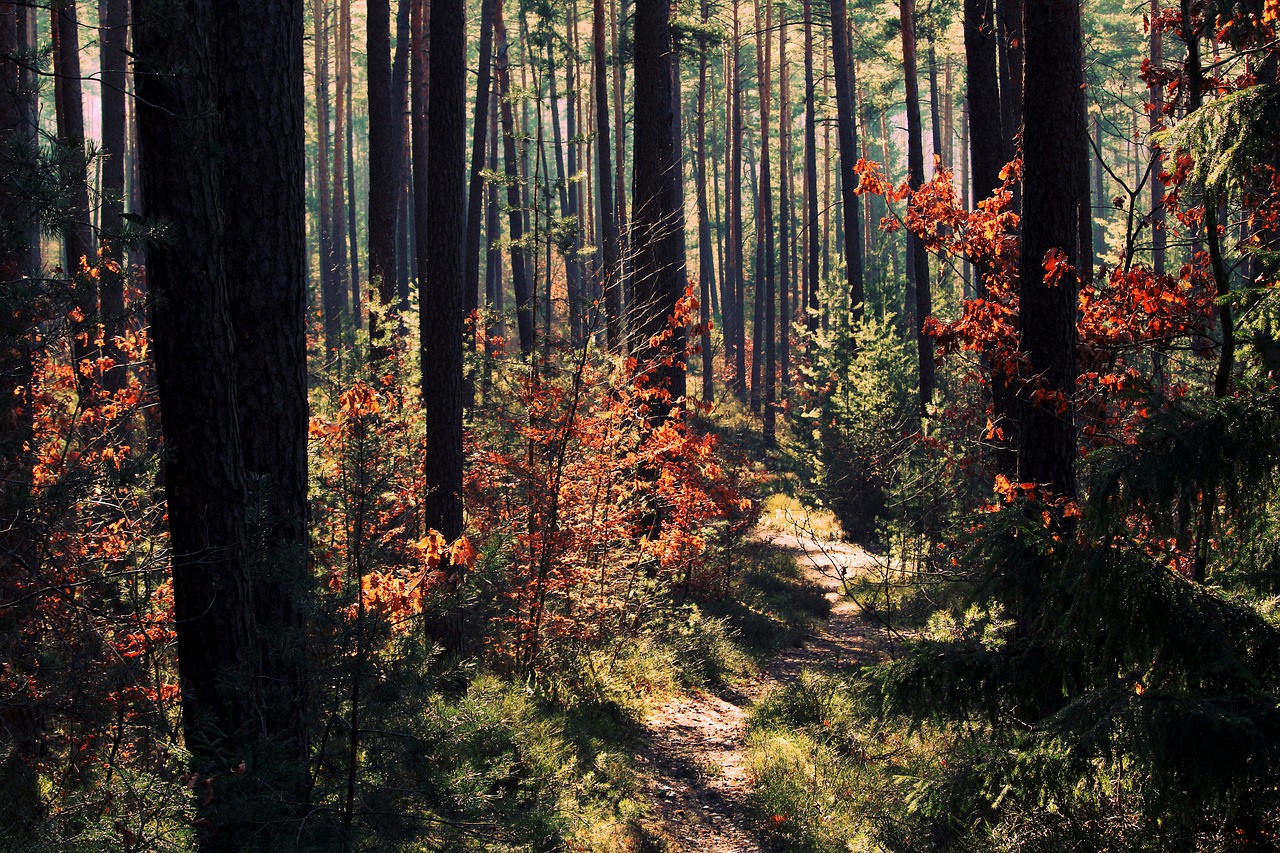 Image - forest light nature color mood