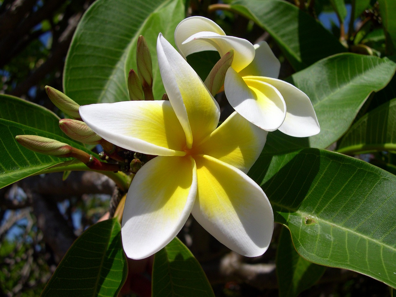 Image - plumeria flower frangipani plant