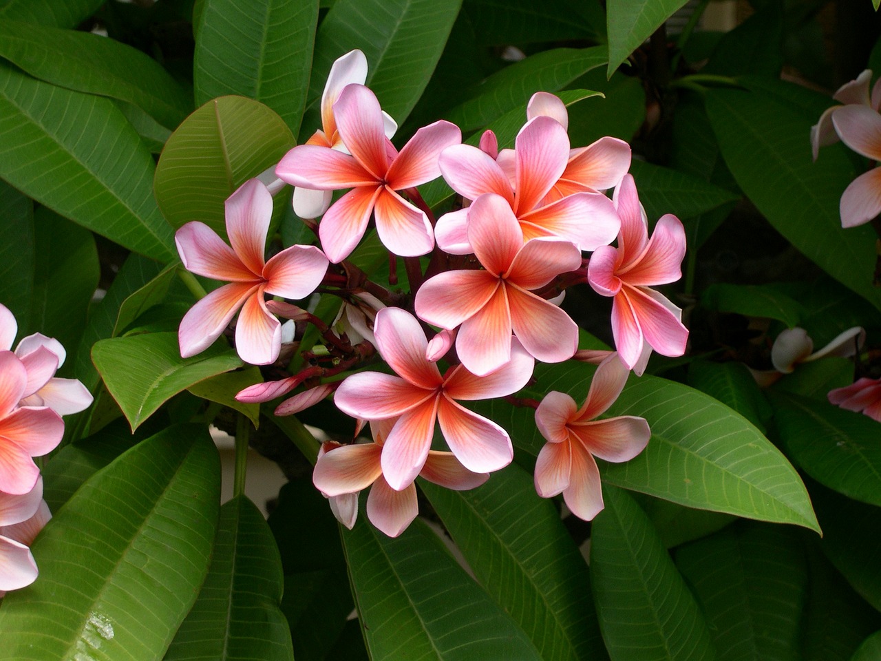 Image - plumeria flower frangipani plant