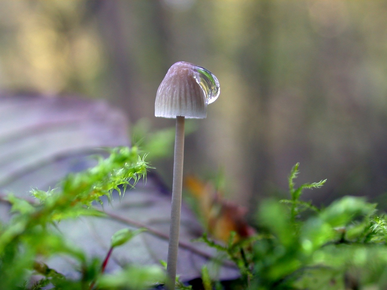 Image - mushroom drop of water forest dew