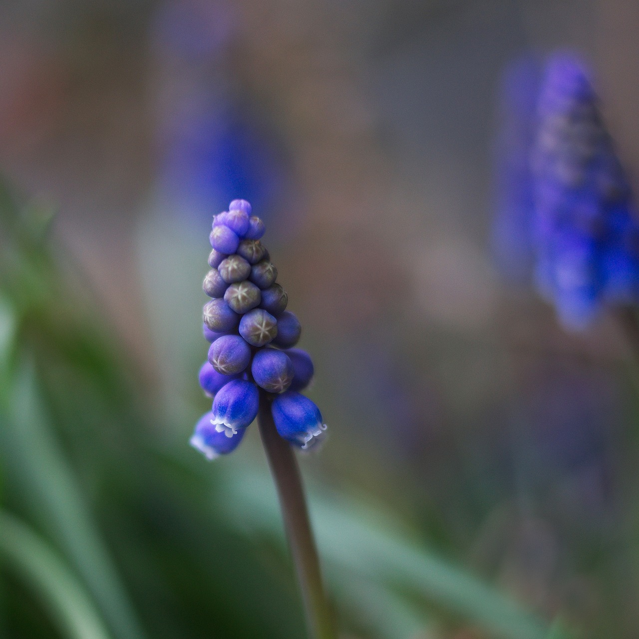 Image - armenian gyöngyike flowers garden