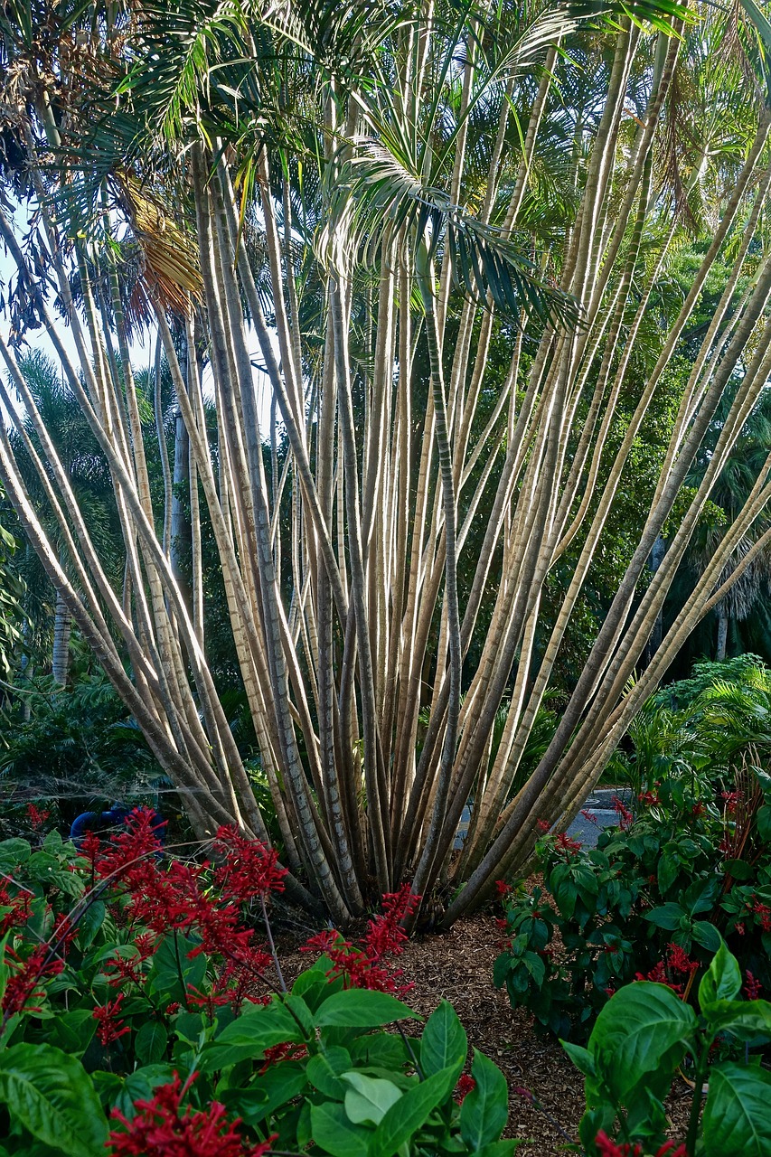 Image - tree palm coastal nature plant