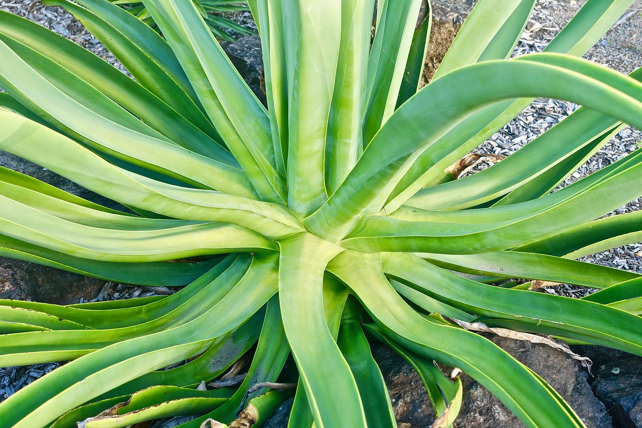 Image - cactus succulent spiny organic