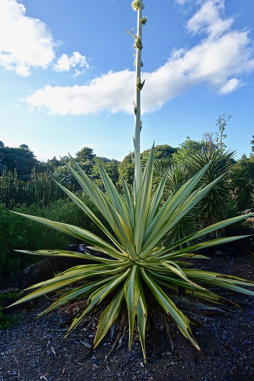 Image - cactus succulent spiny organic