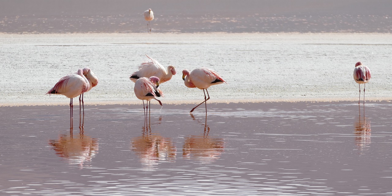 Image - flamingos lagoon bolivia