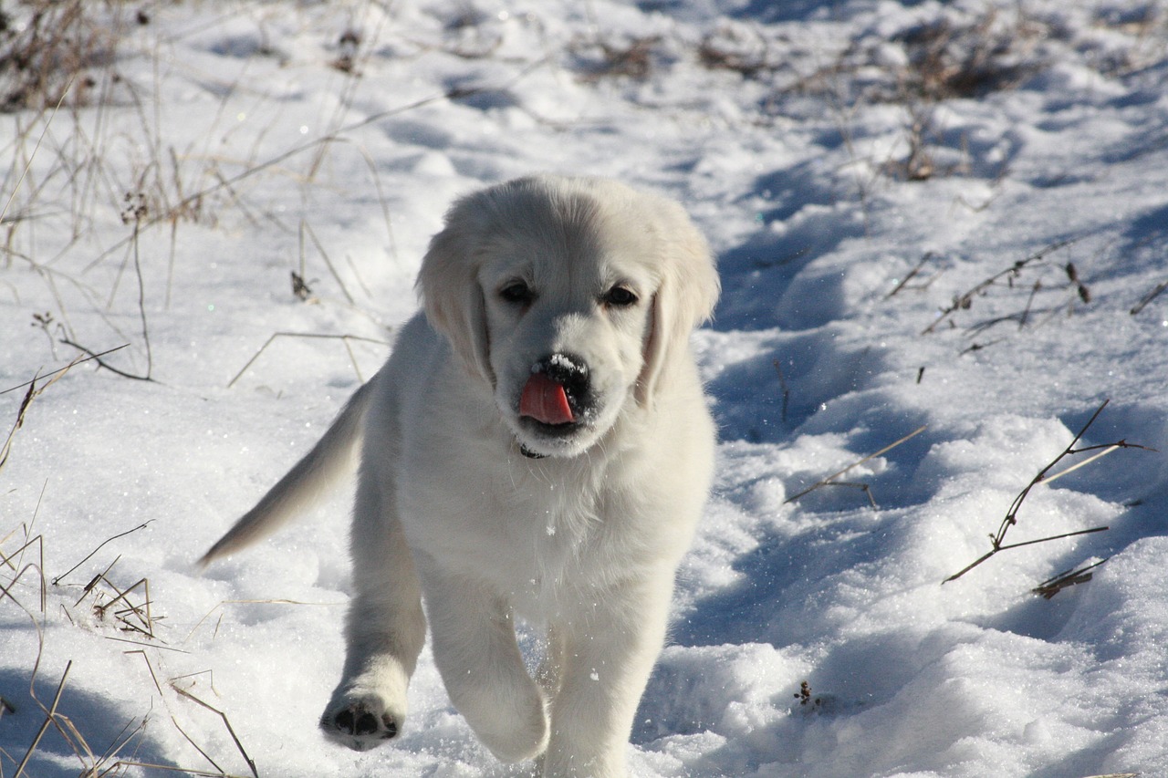 Image - golden retriever puppy winter snow