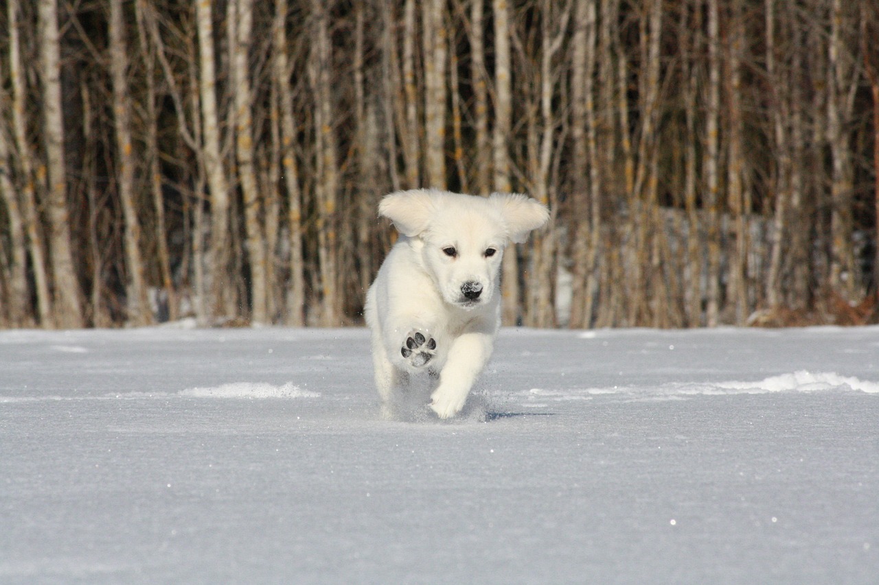 Image - golden retriever puppy running snow