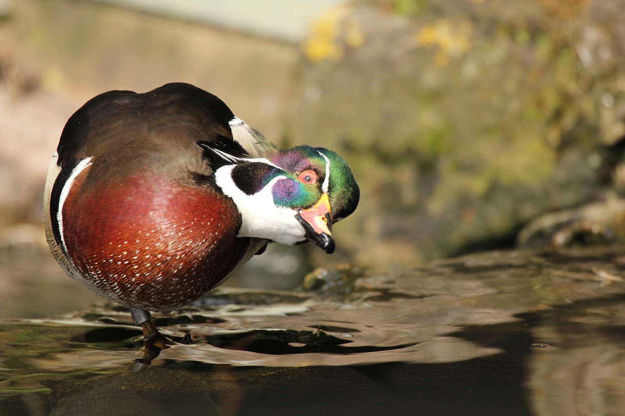 Image - duck wood duck wildl wildlife