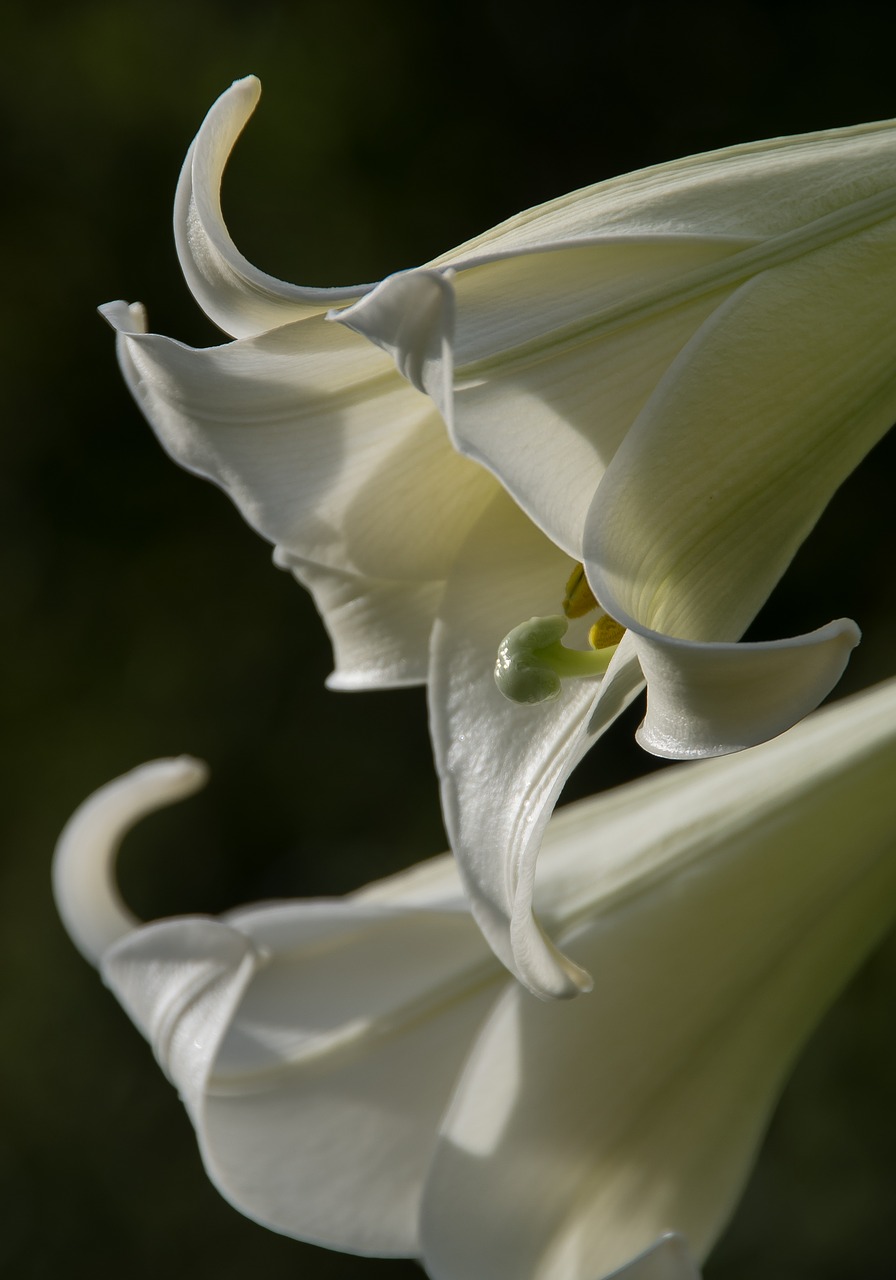 Image - formosa lily lilium formosanum lily