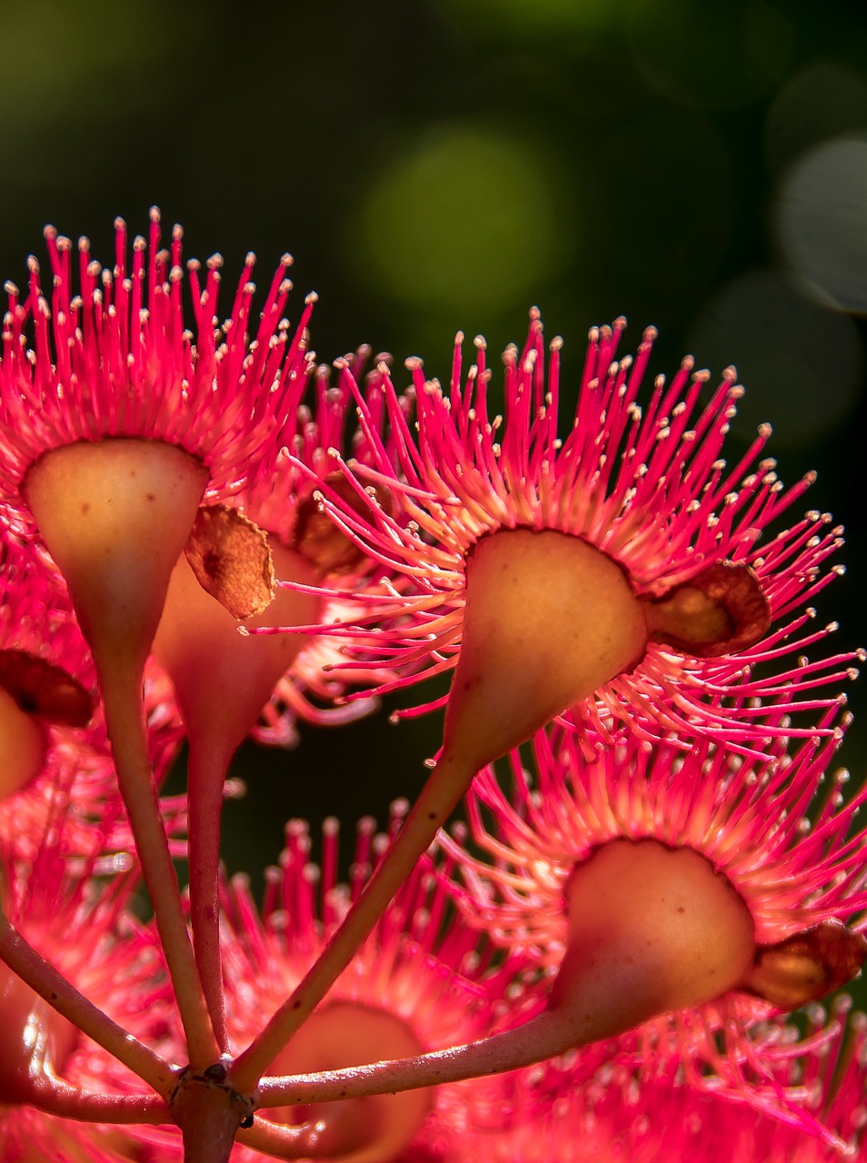 Image - eucalyptus flowers flowers blossom