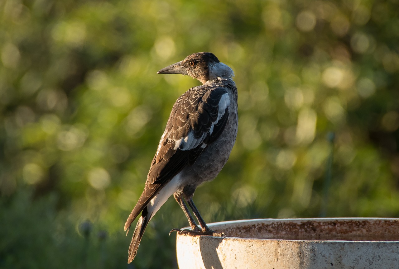 Image - magpie australian magpie young