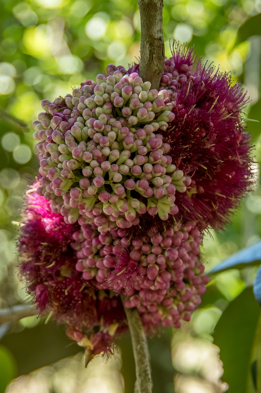 Image - pink euodia melicope elleryana tree