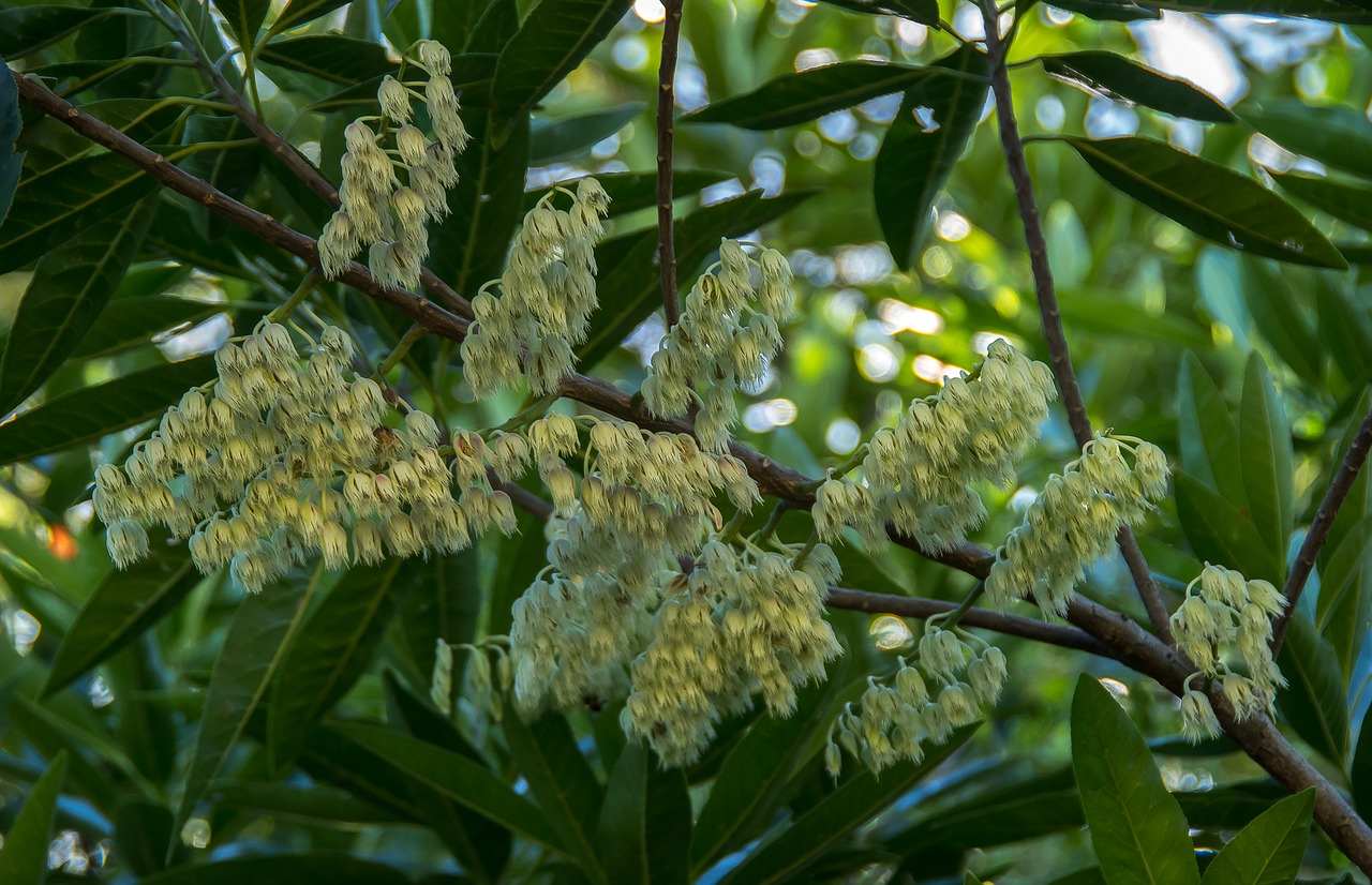 Image - blue quandong