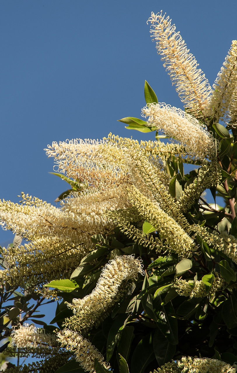 Image - blossom flowers tree ivory curl