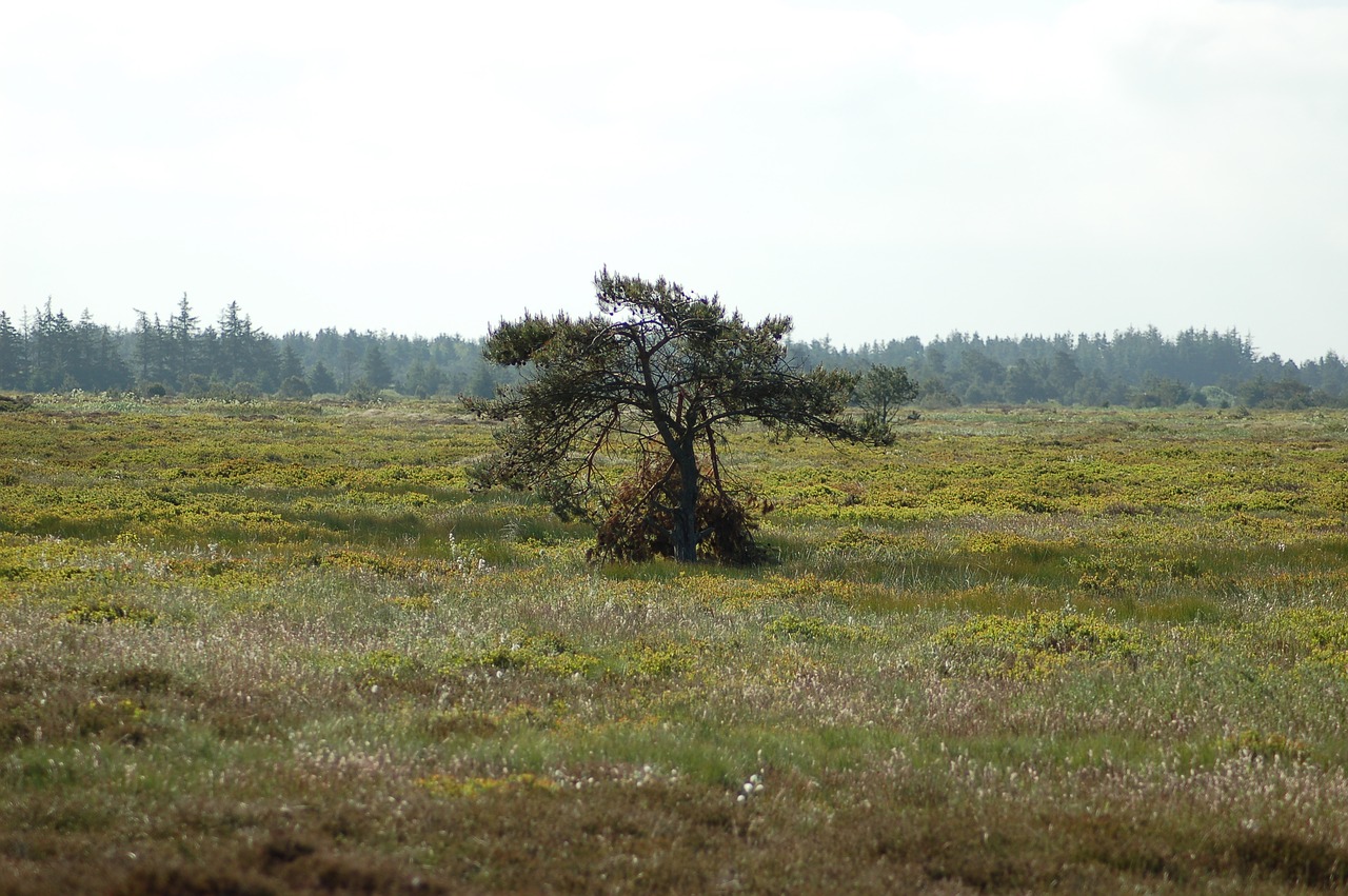 Image - wood lonely heath pine landscape