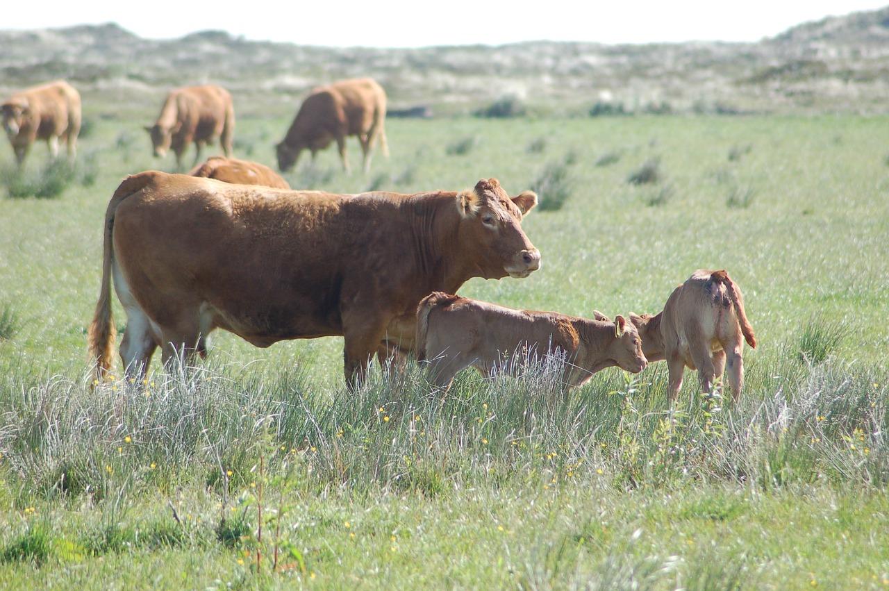 Image - cow cows cattle calf eng natural