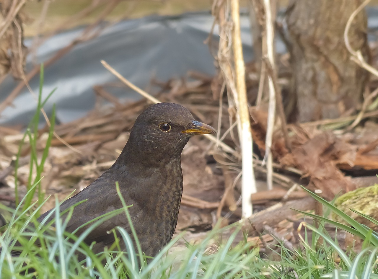 Image - blackbird bird nature black tree