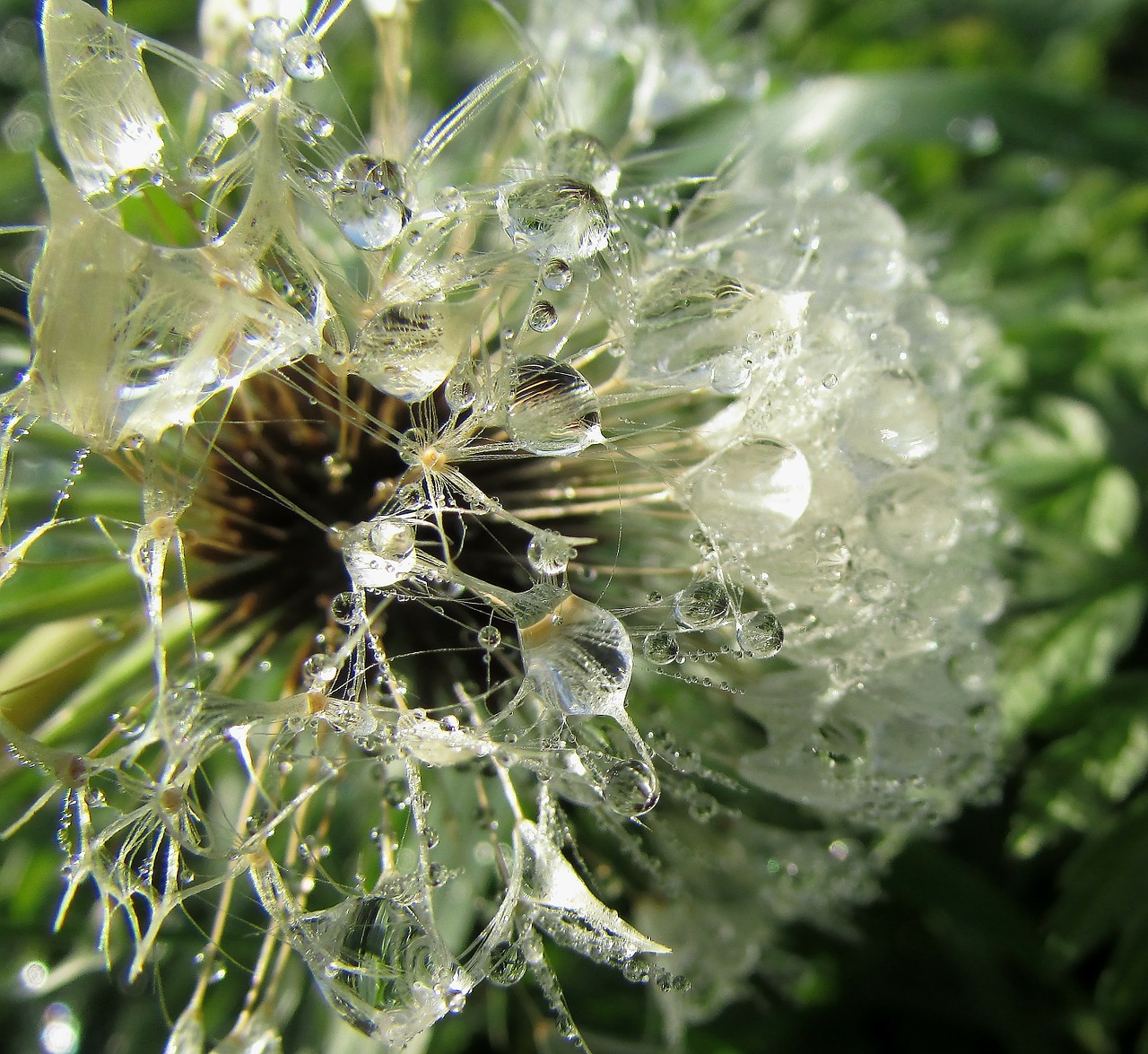 Image - dew drops on flower dewdrop