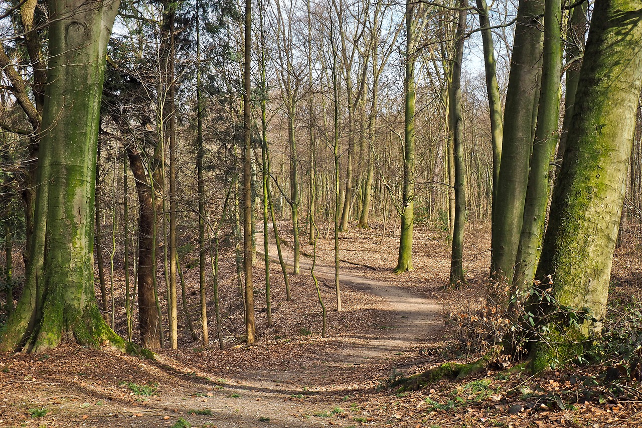 Image - forest away nature forest path