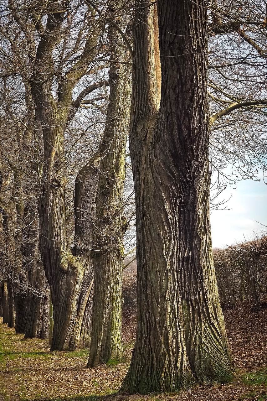 Image - trees old old tree nature wood