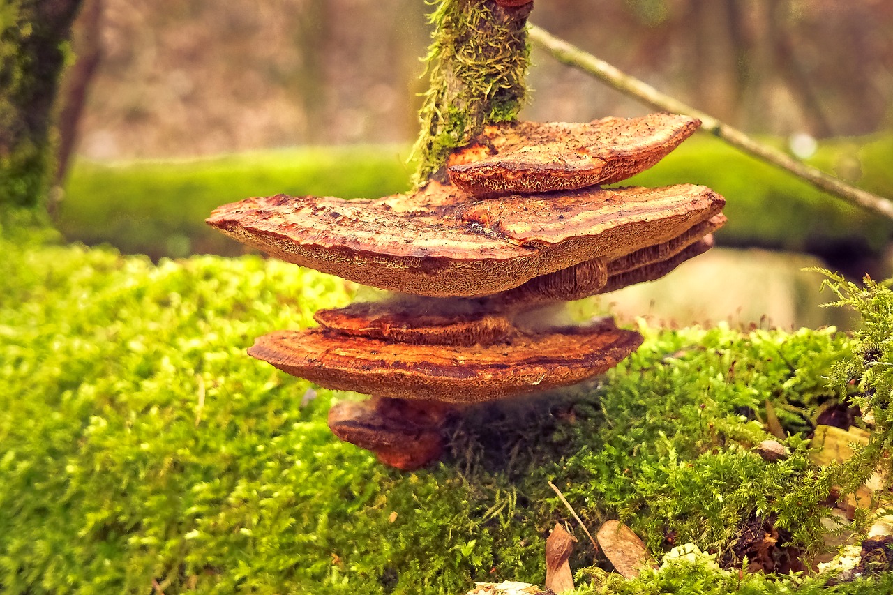 Image - mushroom tree fungus nature tree