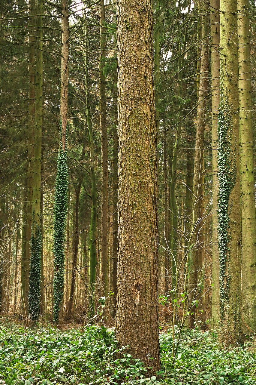 Image - forest trees nature landscape