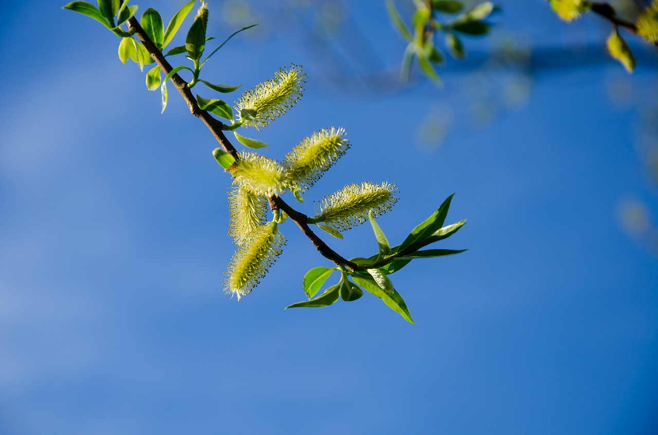 Image - spring pasture fluffy bud tree