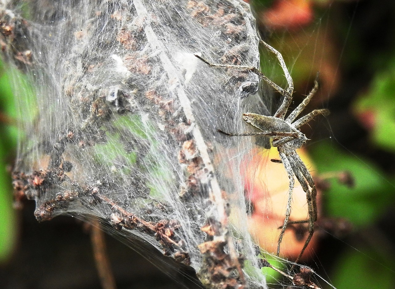 Image - nature spin cobweb network