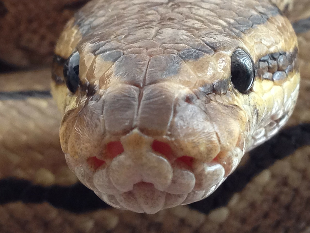 Image - pin pinstripe ball python snake