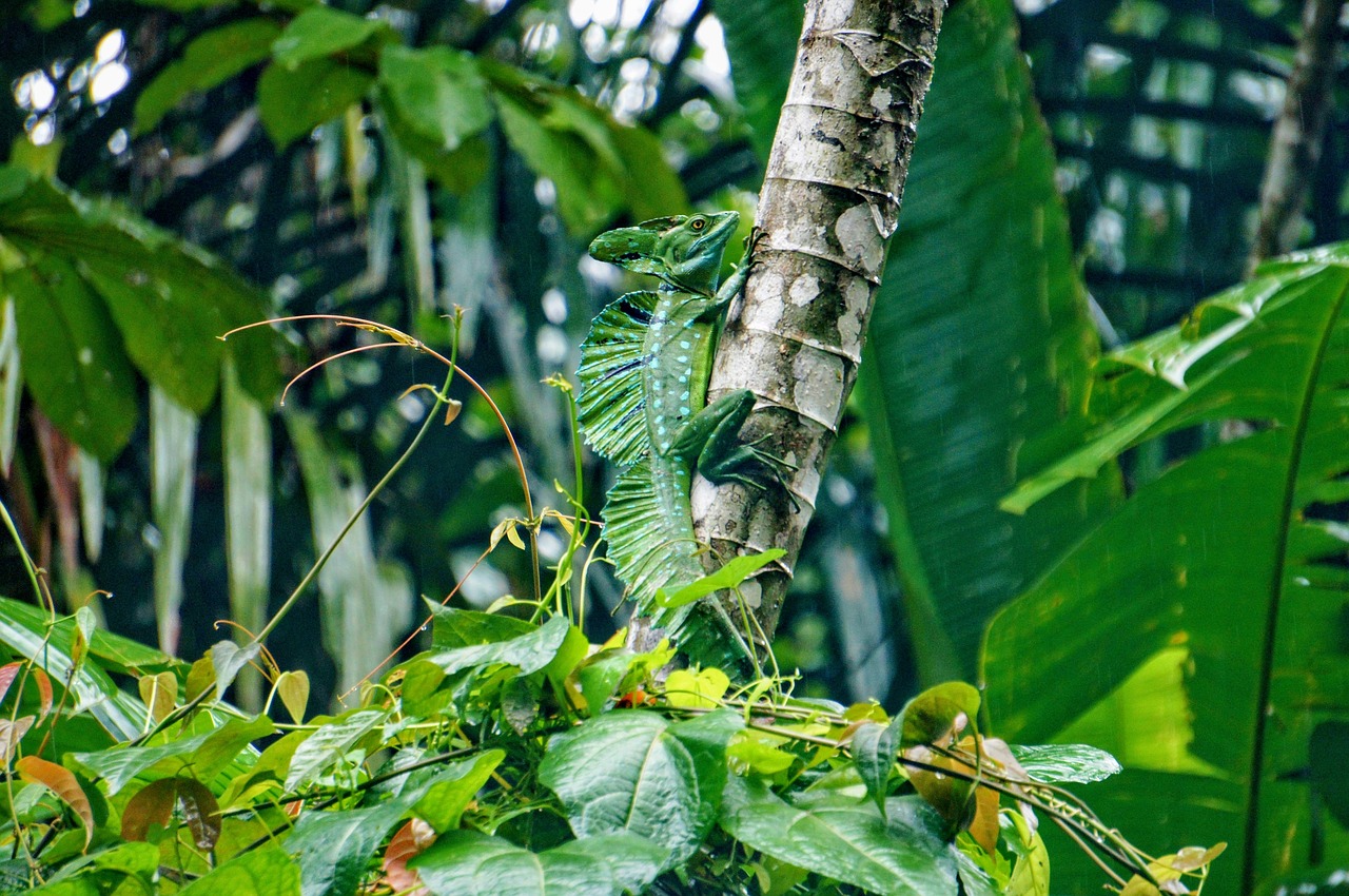 Image - basilisk tortuguero green
