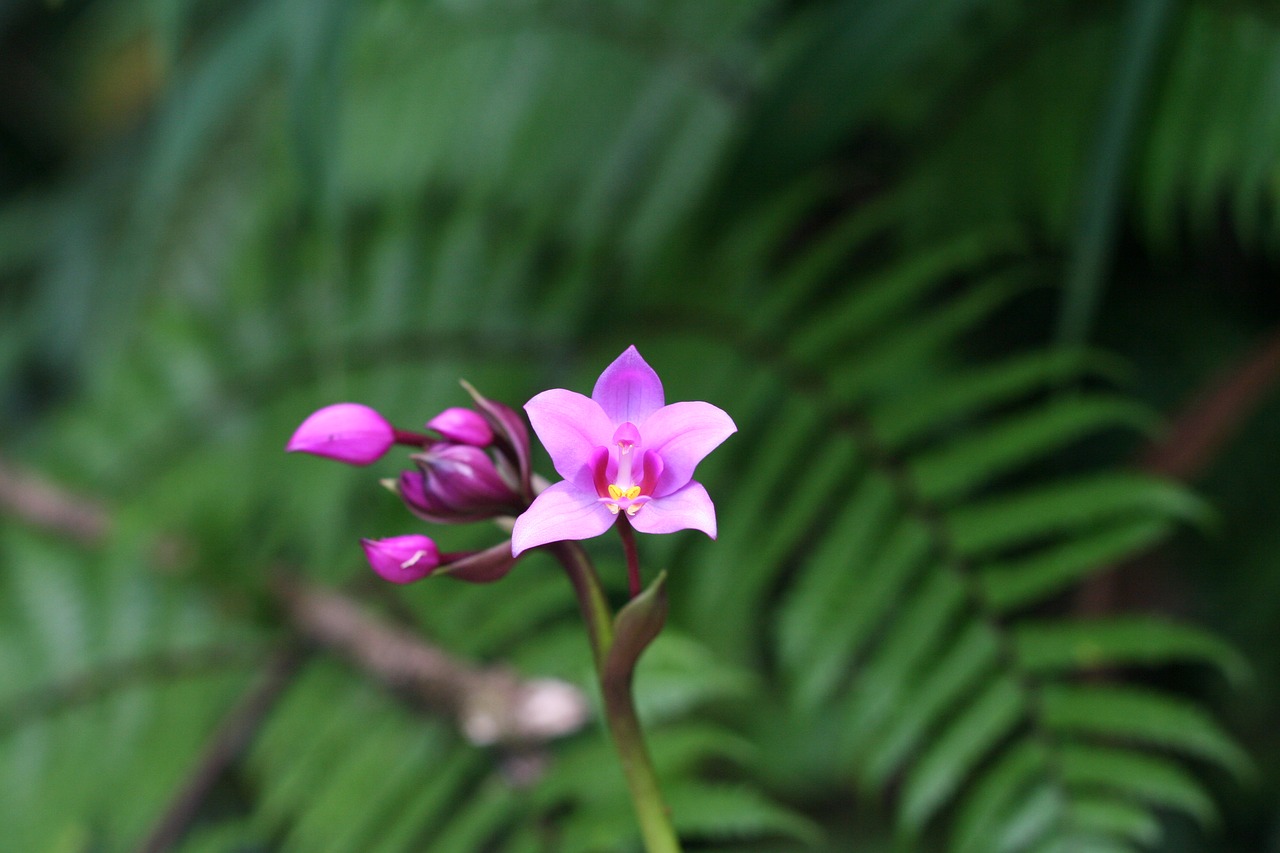 Image - orchid tropical guadeloupe