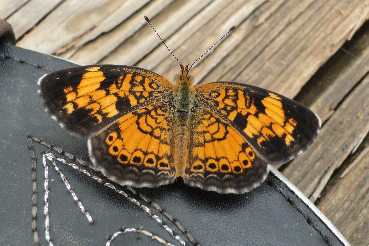 Image - butterfly orange boot