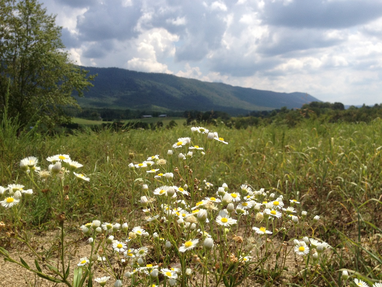 Image - fields daisies tennessee