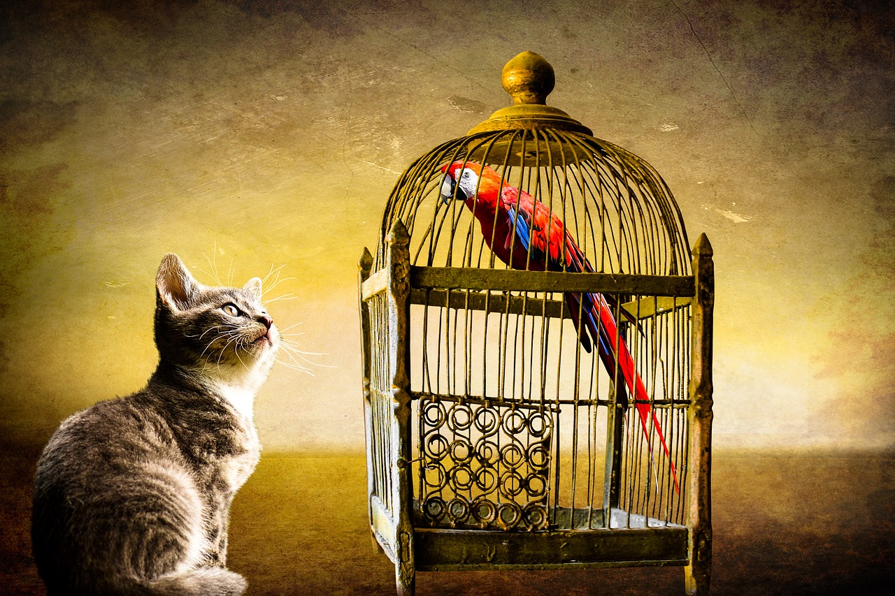 Image - animals cat bird parrot cage