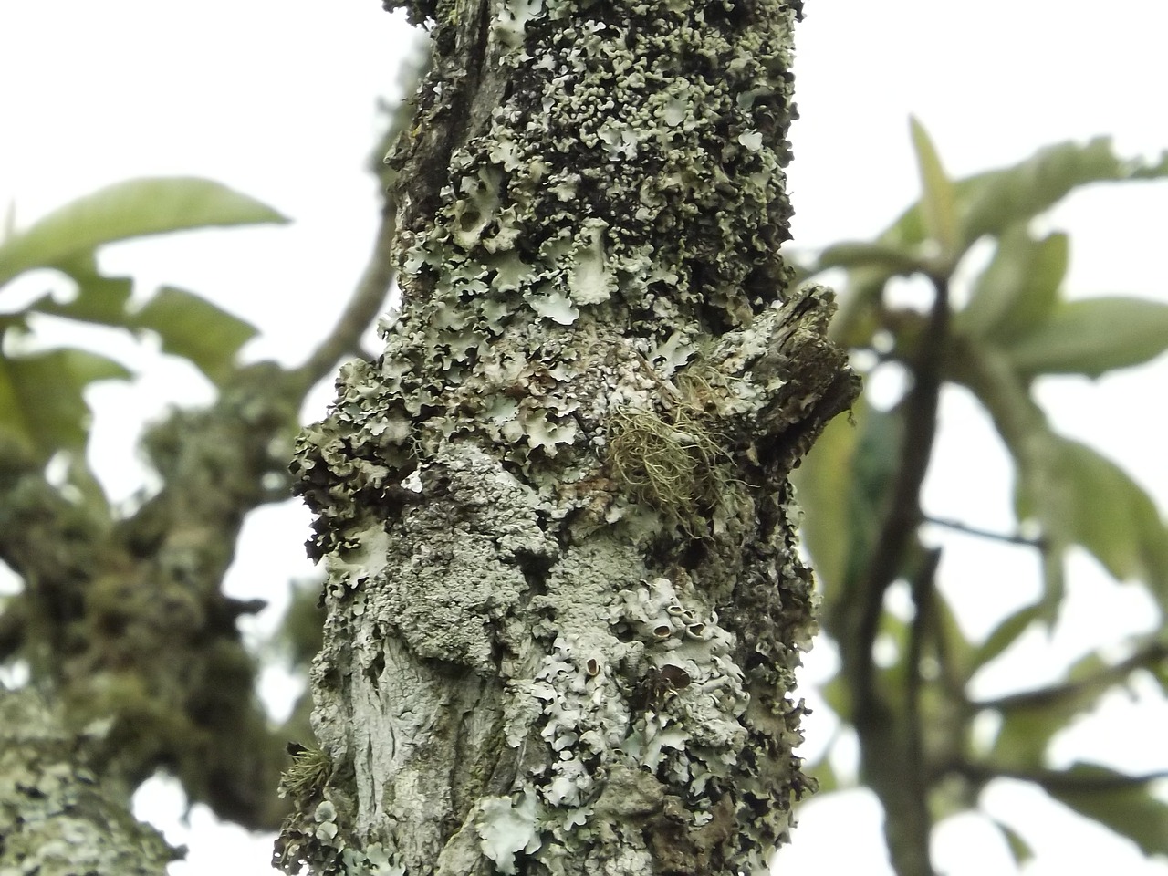 Image - wood flying trunks nature old tree