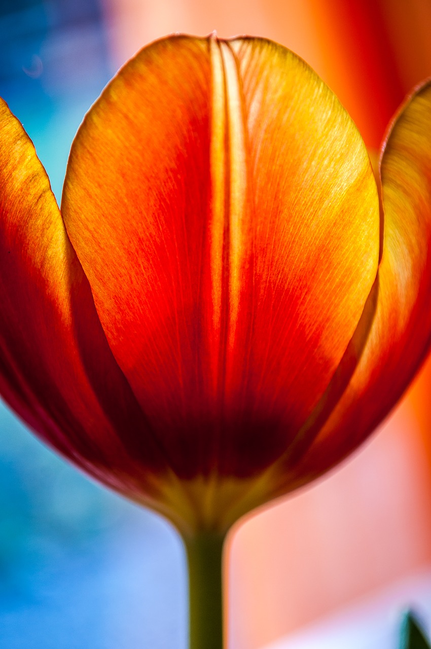 Image - tulip red flower blossom bloom