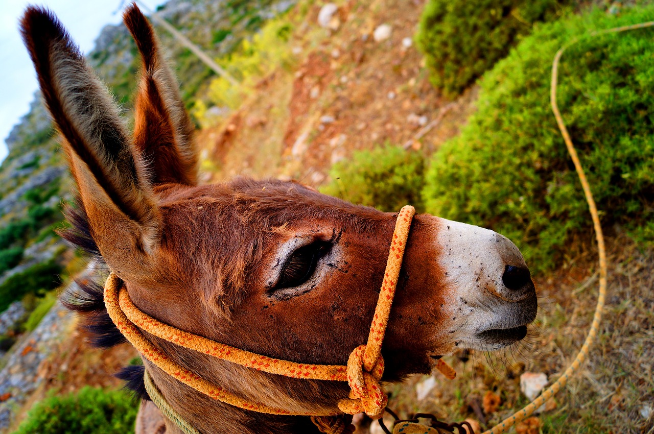 Image - friend donkey peace