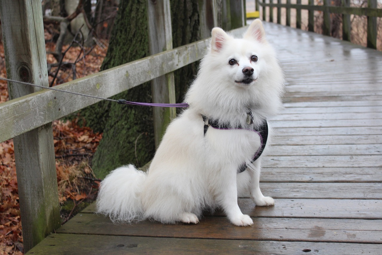 Image - dog american eskimo animals park