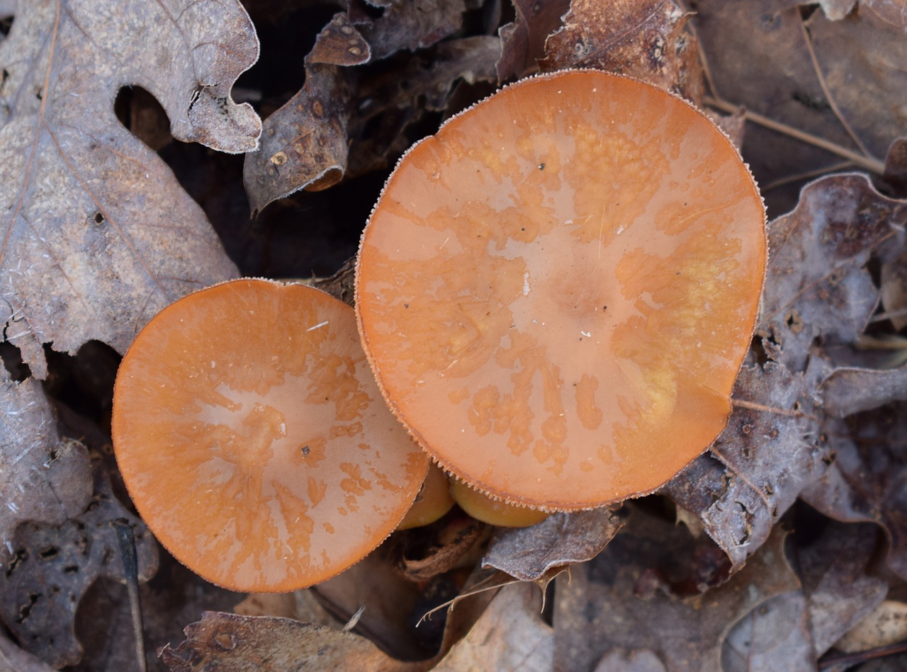 Image - orange mushrooms mushroom fungi