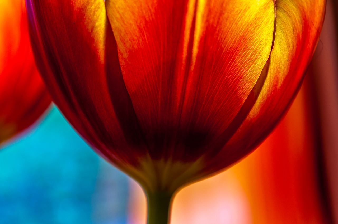 Image - tulip red flower blossom bloom