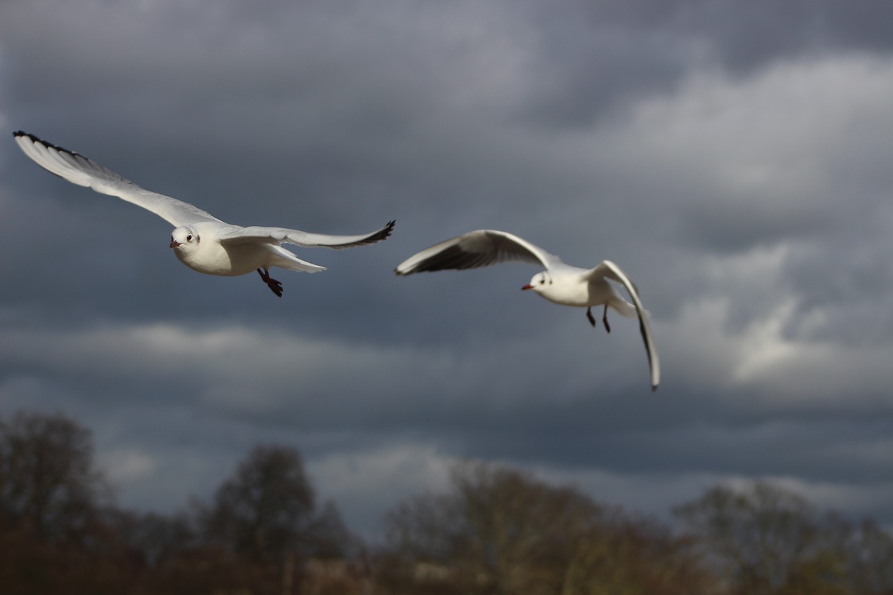 Image - birds sky bird flight flight